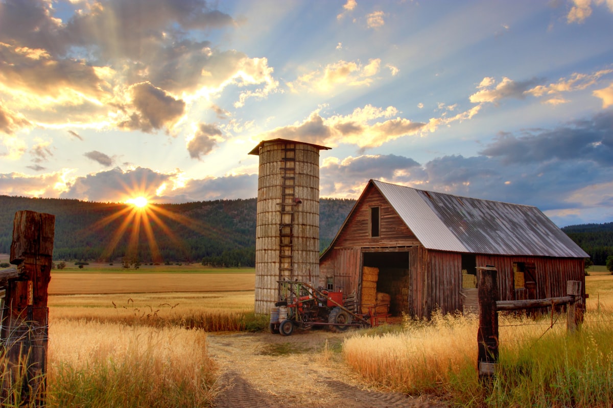 Rolling green hills at sunrise