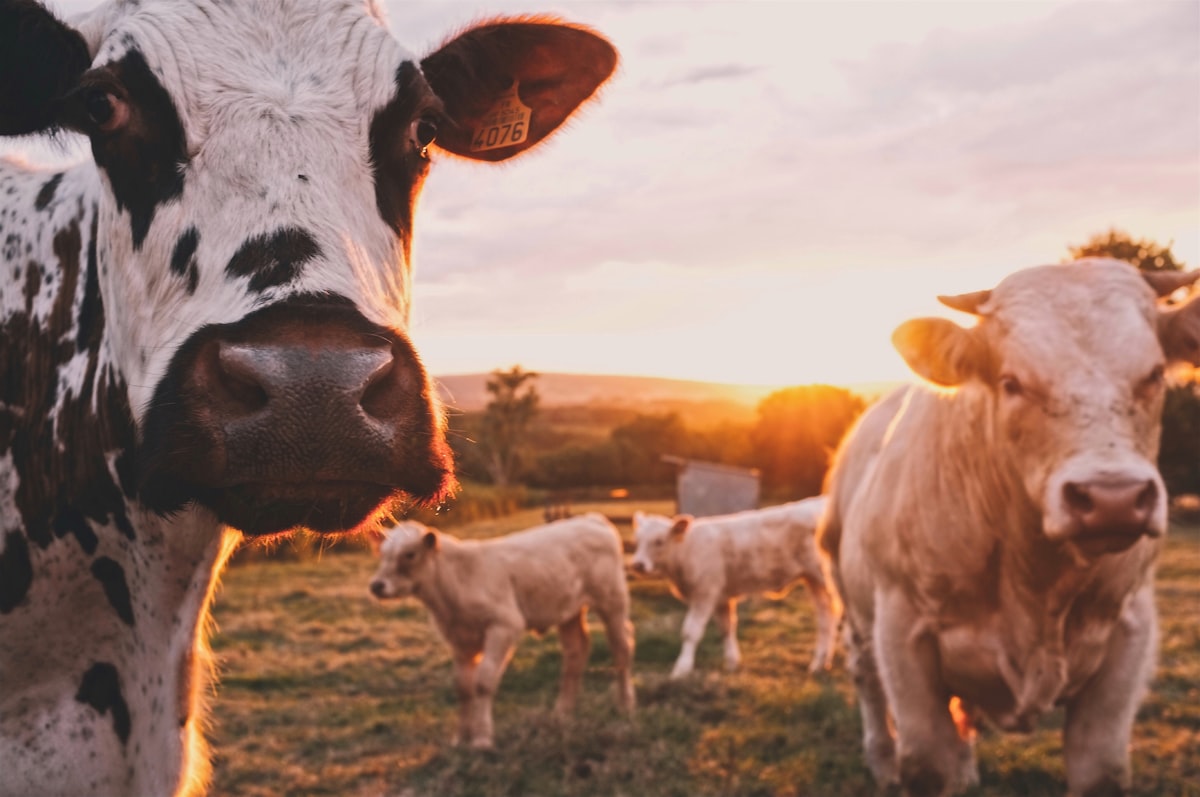 Ethical livestock management