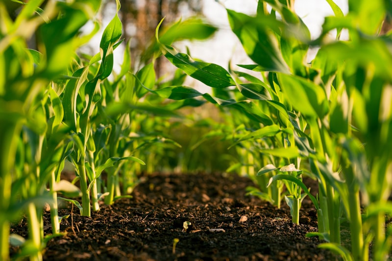 Hands holding soil